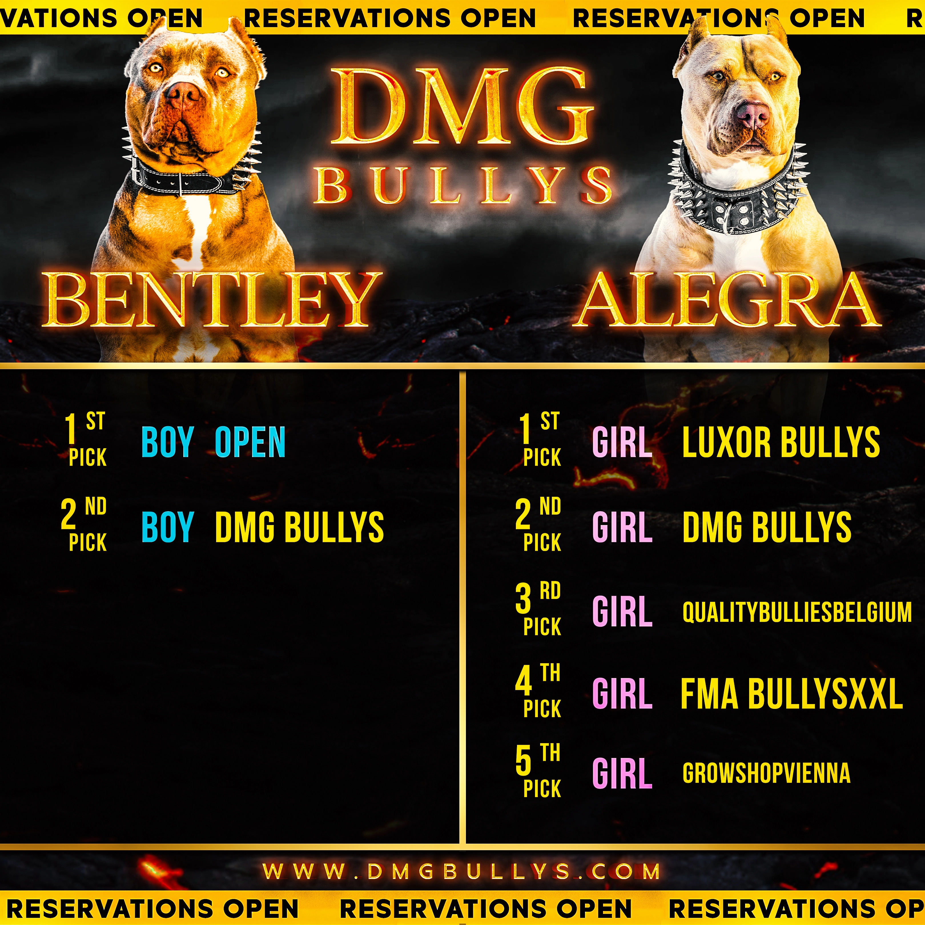 DMG Bullys puppies